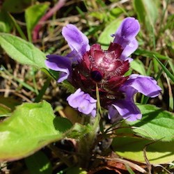 Self-heal