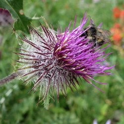 2014-8-19_EdibleThistle_KLoving_web