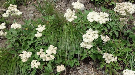 Heartleaf Buckwheat