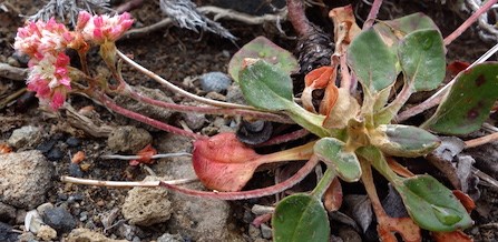 2014-8-31_AlpineBuckwheat_KLoving_web