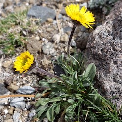 Alpine Yellow Fleabane