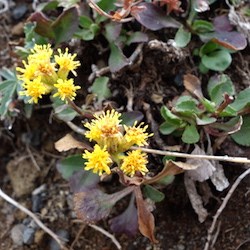 Dwarf Goldenrod