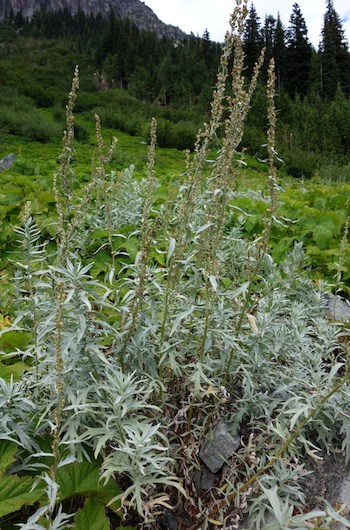 A large plant with tall stems covered in numerous small flower heads and with large lobed silvery leaves.