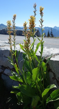 Rainier growing next to the stone wall at Sunrise Point.