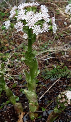 Sweet Coltsfoot