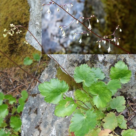 A cluster of lobed green leaves grown out of a crack in a rock face, with a long stem of tiny white flowers. An inset photo in the upper right corner shows a detail of the small flowers.