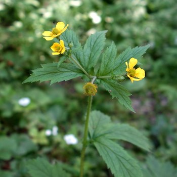 A cluster of yellow flowers at the top of a plant with three-lobed toothed leaves.