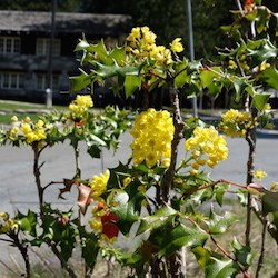 A shrub with dark green leaves and clusters of yellow flowers.