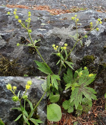 A plant with lobed, purple-streaked leaves and branching stems topped in tiny yellow flowers. An inset in the lower left corner shows a detail of the flowers.