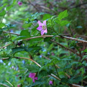A pink flower blooms along a spiny stem covered in leaves.