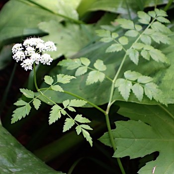 Forest Wildflowers - White - Mount Rainier National Park (U.S.