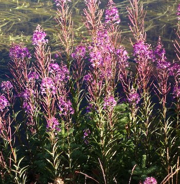 A patch of tall stems topped in bright pink-purple flowers.