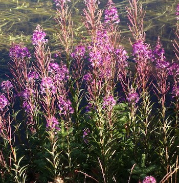 Forest Wildflowers Pink Red Purple