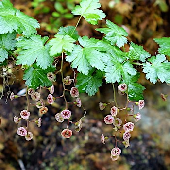 Several strings of pale reddish-pink flowers hang from a branch with lobed, toothed leaves.