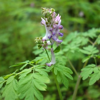 A cluster of fluted pink flowers on a spike above leaves broken into rounded leaflets.