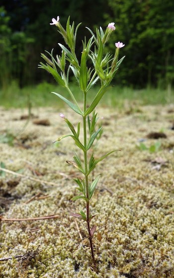 A small plant with a single stem and narrow leaves, topped with tiny pink flowers, growing out of mossy ground.