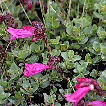 A mat of tiny grey-green leaves with bright pink flowers on short stems.