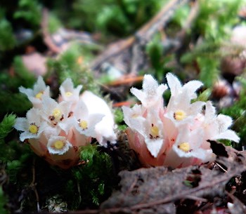 Two clusters of pale pink flowers emerging directly from mossy ground.