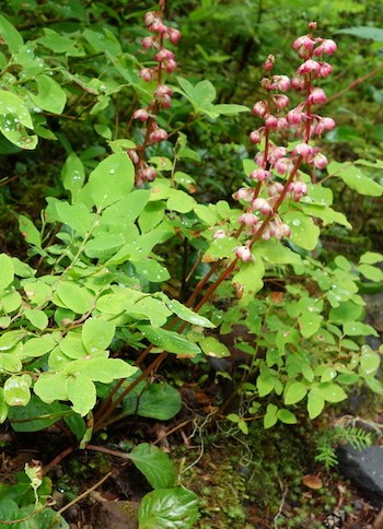 Several tall stalks covered in pink flowers growing out from under some shrubs.