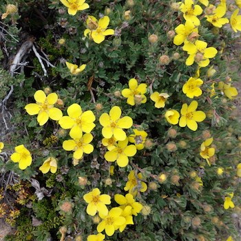 A shrub with five-petaled yellow flowers.