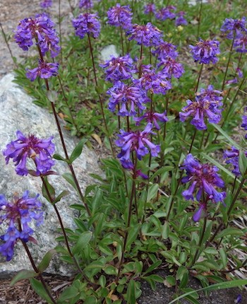 A patch of plants with single stems topped with whorls of vibrant purple flowers.