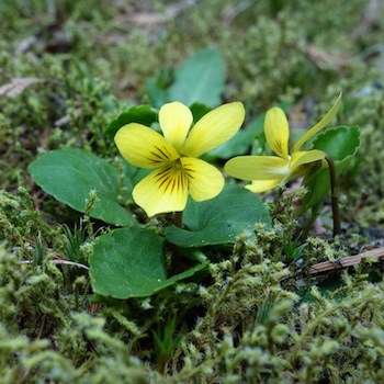 A small yellow violet with round leaves growing out of moss.