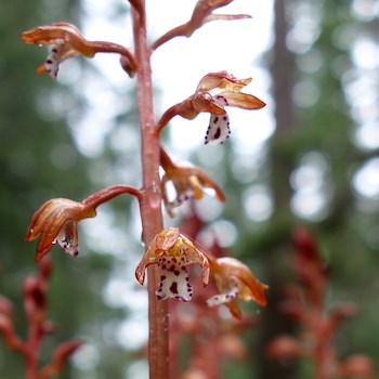 Close-up of several flowers along a reddish-yellow stem. Flowers are also reddish-yellow with a white lower lip with red spots.