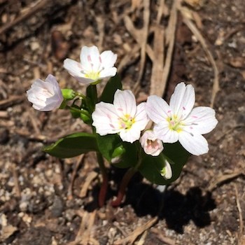 A small flower with white, pink-veined flowers growing out of muddy ground