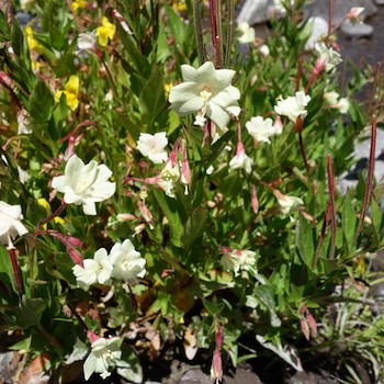 A plant with pale yellow flowers on rocky ground.