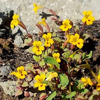 A patch of tiny yellow flowers with red spots growing next to a rock.