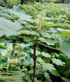 A plant with a stout stem, large leaves, and a top cluster of pale white flowers. An inset image shows details of flower clusters.