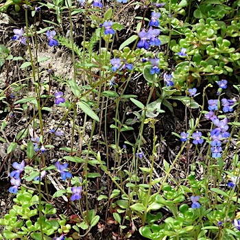 Several tiny plants with blue flowers cover a patch of ground.