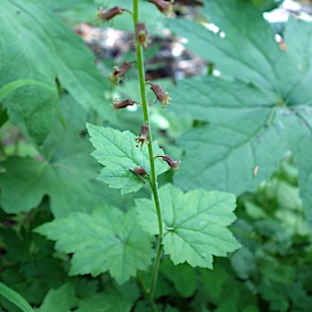 A single tall stem with lobed, toothed leaves and several narrow purple-brown flowers.