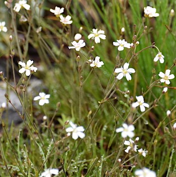 Several small white five-petaled white flowers.