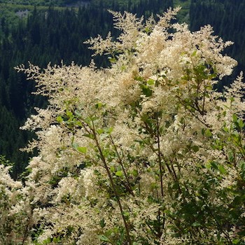 A shrub covered in large plumes of creamy white flowers.