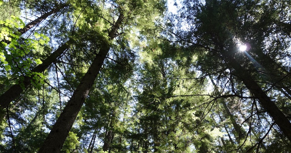 Sunlight glimmers through the canopy of tall conifer trees.