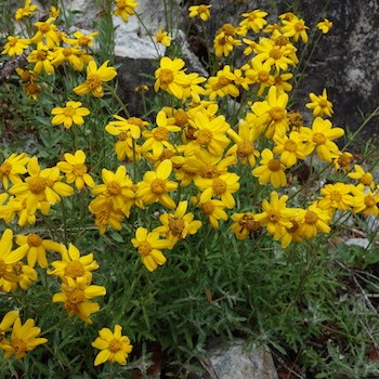 A large patch of bright yellow composite flowers.