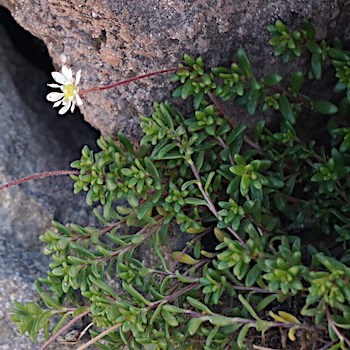 A mat of small thick green leaves with a single white flower on a short stem.