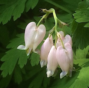 A cluster of pale pink heart-shaped wildflowers.