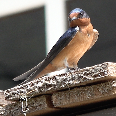A blue-orange swallow stands on wood shakes at the edge of a roof.