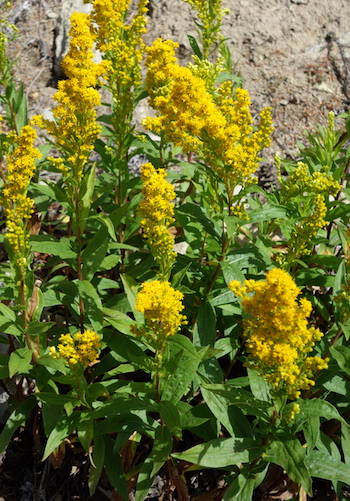 Forest Wildflowers - Yellow/Orange - Mount Rainier National Park (U.S.  National Park Service)