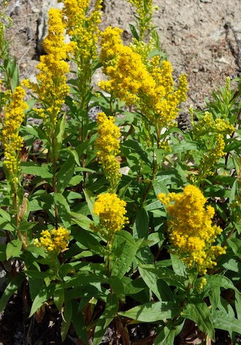 Several leafy plants with large plumes of numerous yellow flowers.