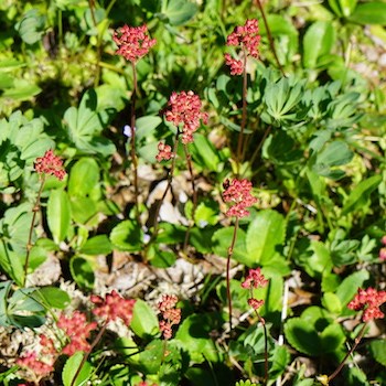 Clusters of reddish flowers on the ends of tall stems above dark green roundish leaves.