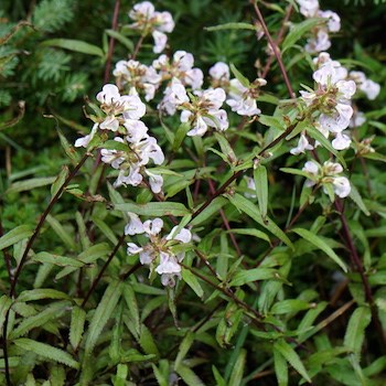 Several plants with clusters of pale pink wildflowers.