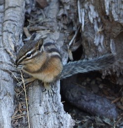 A chipmunk on a log holds up a grass stem and nibbles on the grass seeds.