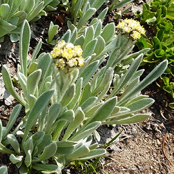 Two white clusters of flowers growing out of clumps of silvery-green woolly leaves.