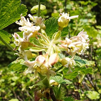 A cluster of small white flowers with hairy lobed leaves.