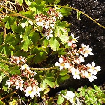 A cluster of small white flowers with toothed, three-lobed leaves.
