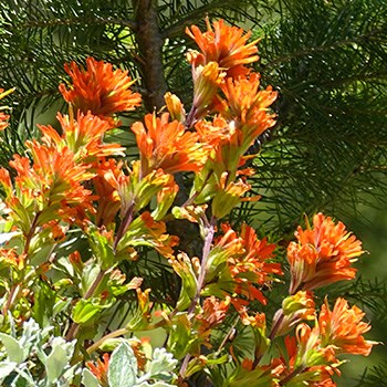 A cluster of plants with bright red-orange three-lobed leaves.