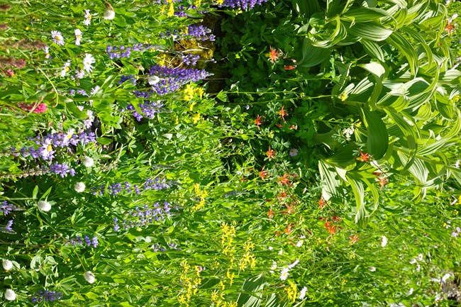 A lush subalpine wildflower meadow bursting with colorful blooms, including purple lupine, yellow broadleaf arnica, red crimson columbine, white bistort, and pale lavender daisies, with large false hellebore leaves rising above the flowers on a sunny day.